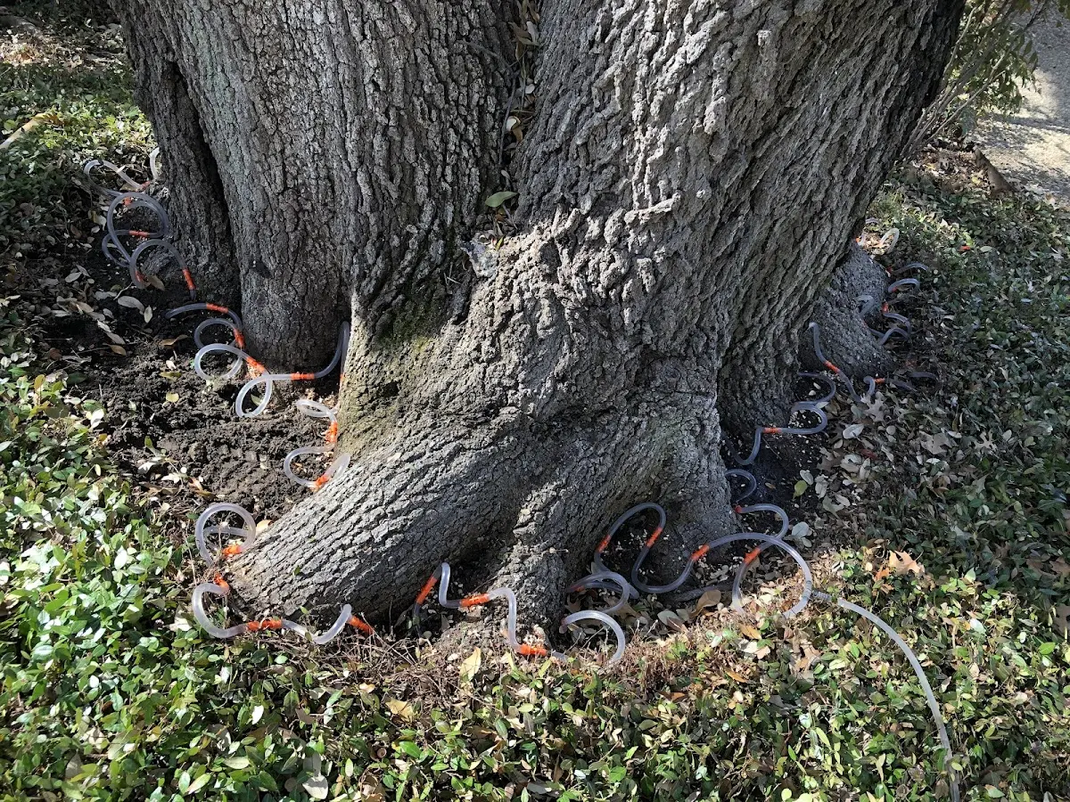 Detailed Tree Cabling and Bracing job site in Denmark