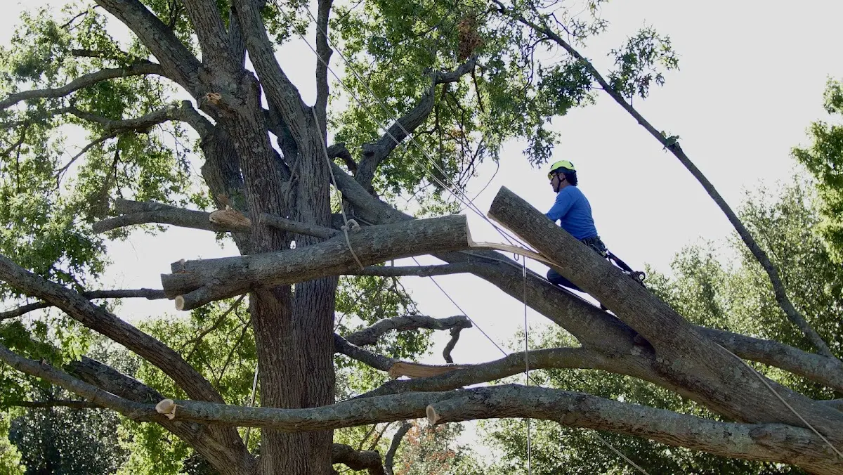 Professional Hazardous Tree Removal performed by certified arborists in Denmark